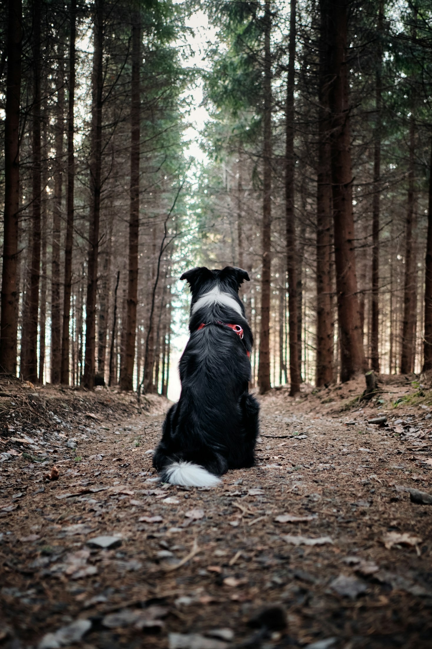 Warum professionelle Hundebetreuung Vertrauen erfordert
